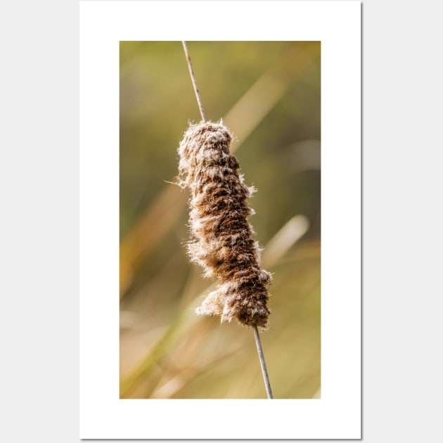 Cattail Scruff. Photograph Wall Art by love-fi